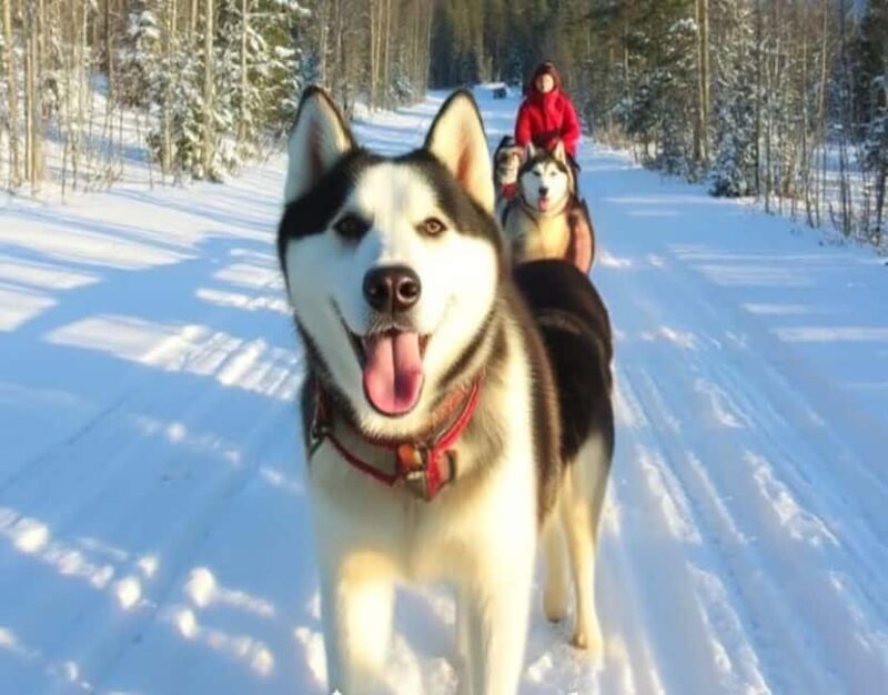 Levi: 5 Km Husky Sledding Ride in Levi - Who Will Love This Experience?