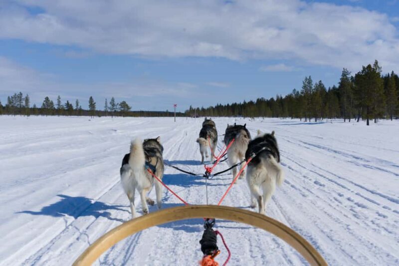 Levi: 5km Self-Driven Husky Sledge Safari - The Heart of the Arctic Adventure: What to Expect
