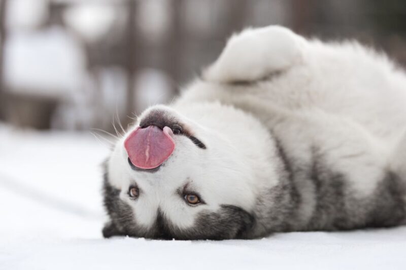 Levi: 7 km Self-Drive Husky Sledding Adventure - Exploring the Levi Husky Sledding Experience