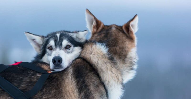 Levi: 7 km Self-Drive Husky Sledding Adventure - Authenticity and Practicality: What Travelers Are Saying