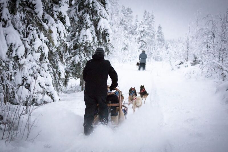Levi: 7 km Self-Drive Husky Sledding Adventure - The Sum Up