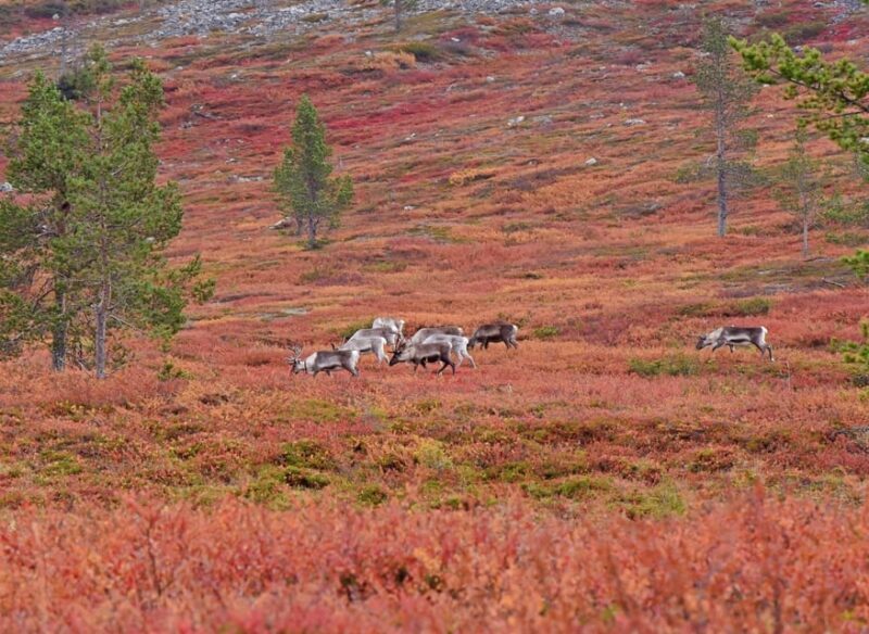 Levi: Autumn Hike and Reindeer Farm Visit - Who Should Consider This Tour?