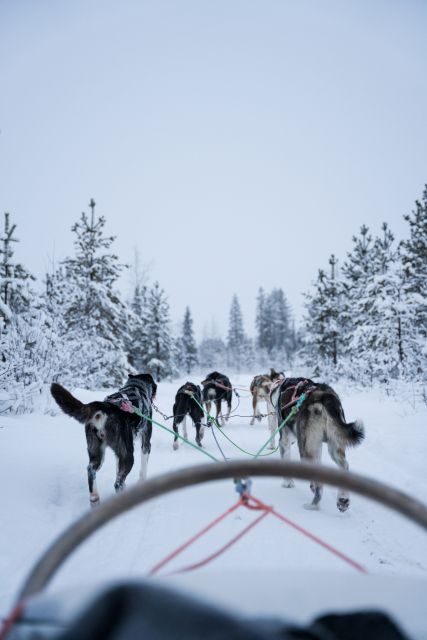 Levi: Evening Husky Sled Ride under the Northern Lights - A Detailed Look at the Husky Sled Experience