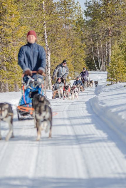 Levi: Evening Husky Sled Ride under the Northern Lights - Who Should Consider This Tour?