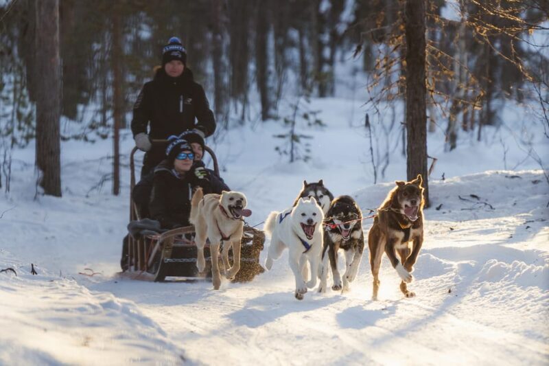 Levi: Follow the Elves  One day husky safari - Levi: Follow the Elves One Day Husky Safari – A Heartwarming Arctic Adventure