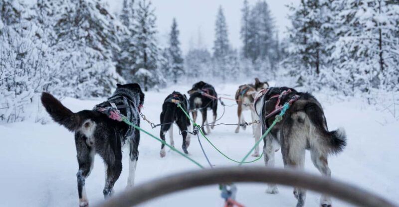 Levi: Forest Troll  Two-day Husky safari - An In-Depth Look at the Levi Forest Troll Two-day Husky Safari
