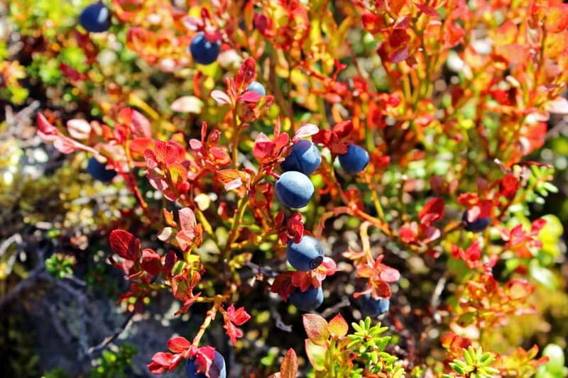 Levi: Guided Hike on the Shaman Päiviö Trail - Who Should Consider This Experience?