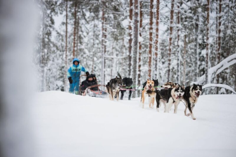 Levi: Husky and Reindeer Farm Visit with Snowmobiling - Levi: Husky and Reindeer Farm Visit with Snowmobiling - A Practical Review
