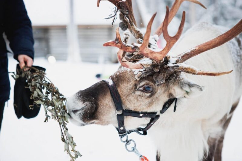 Levi: Husky and Reindeer Farm Visit with Snowmobiling - Who Will Love This Tour?