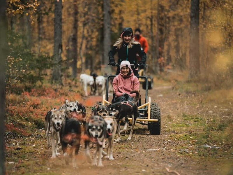 Levi: Husky cart tour- Midnight Sun & Autumn Northern Lights - What is the Husky Cart Tour?