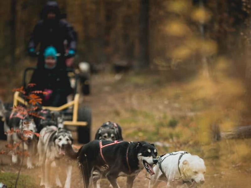 Levi: Husky cart tour- Midnight Sun & Autumn Northern Lights - What to Expect on the Tour