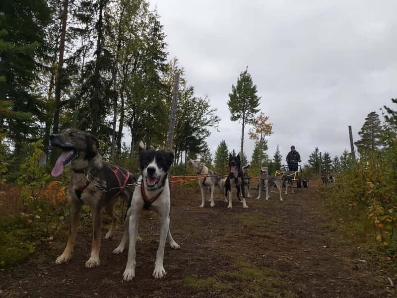 Levi: Husky cart tour- Midnight Sun & Autumn Northern Lights - Weather and Climate Considerations
