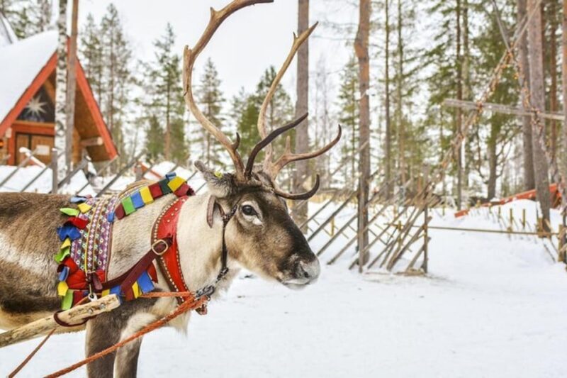Levi: Lapland Reindeer and Husky Safari - Who Will Love This Tour?