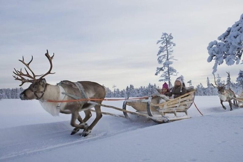 Levi: Lapland Reindeer and Husky Safari - Final Thoughts