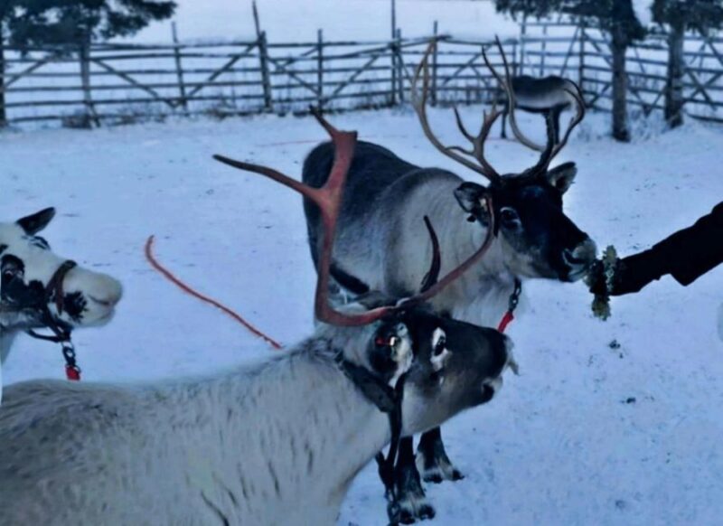 Levi: Lapland Reindeer Safari - The Sum Up