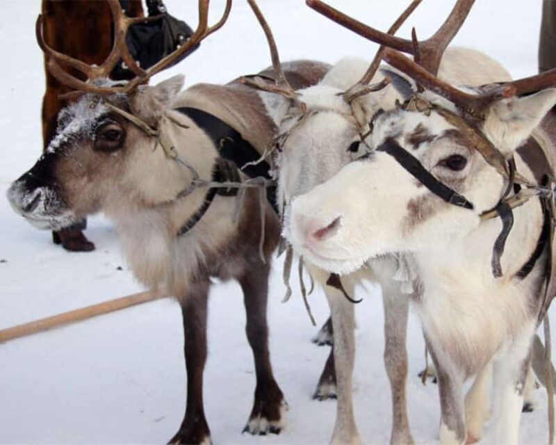 Levi: Meet Reindeer and Visit Husky Kennel - Levi: Meet Reindeer and Visit Husky Kennel – An Authentic Arctic Encounter
