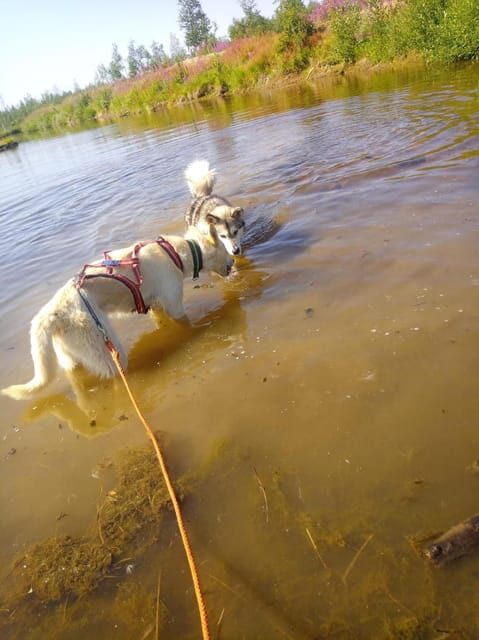 Levi: Nature Walk with Huskies - Levi: Nature Walk with Huskies – An Authentic Arctic Encounter