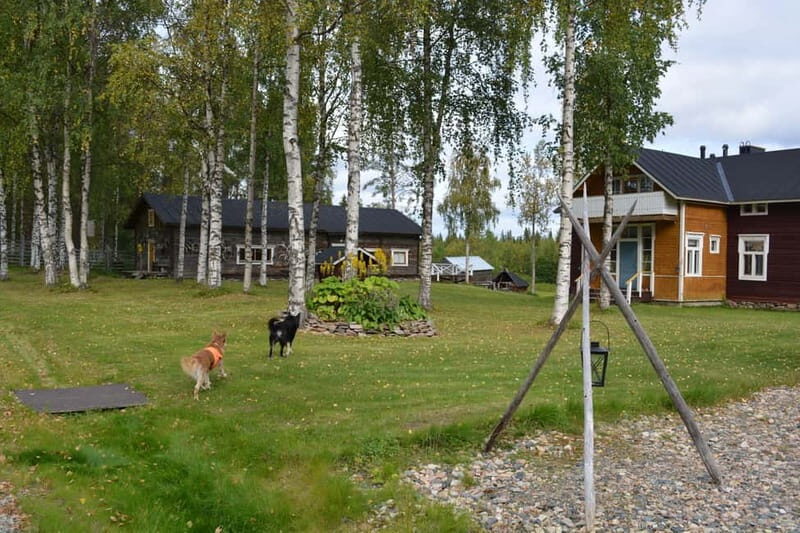 Levi: Peaceful Paddle on Ounasjoki River - A Relaxing Introduction to Lapland’s Wilderness