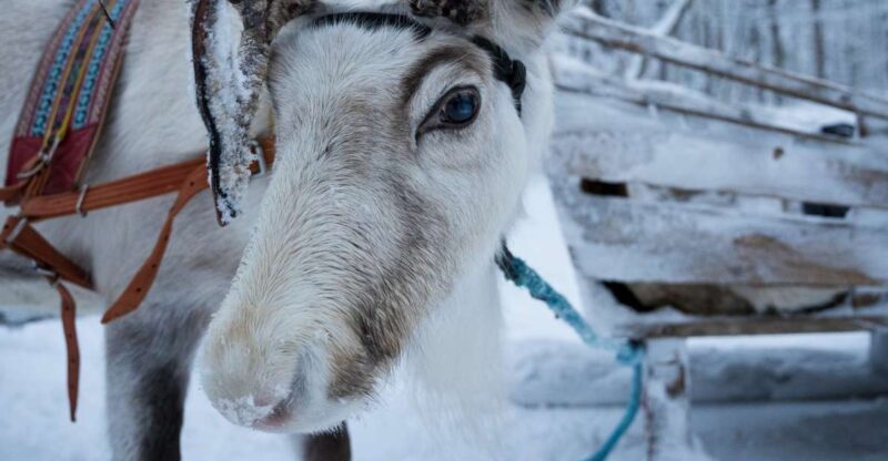 Levi: Reindeer and Husky Taster - Key Points