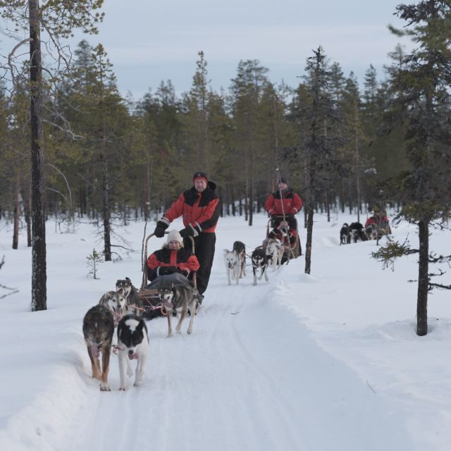 Levi: Reindeer and Husky Taster - Guides and Atmosphere