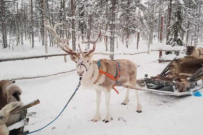 Levi Reindeer Safari - Long or Quick - with Sledge Ride - FAQs