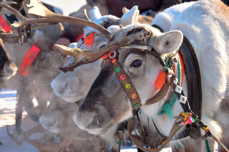 Levi: Reindeer Sleigh Ride Tour in Snowy Forest - The Details of the Tour Experience