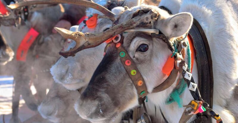Levi: Reindeer Sleigh Ride Tour in Snowy Forest - What We Think About the Value