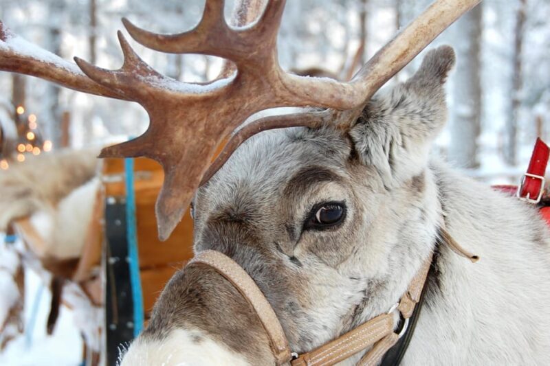 Levi: Reindeer Sleigh Ride Tour in Snowy Forest - Who Is This Tour Best For?
