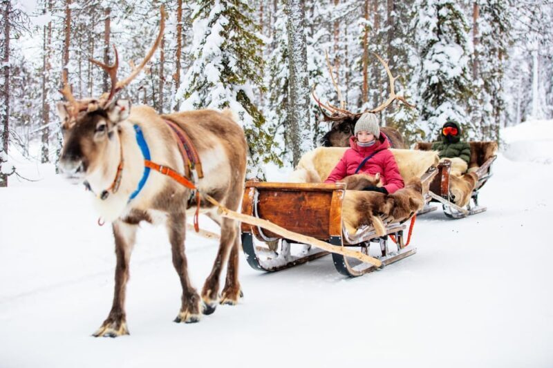 Levi: Reindeer Sleigh Ride Tour in Snowy Forest - Final Thoughts