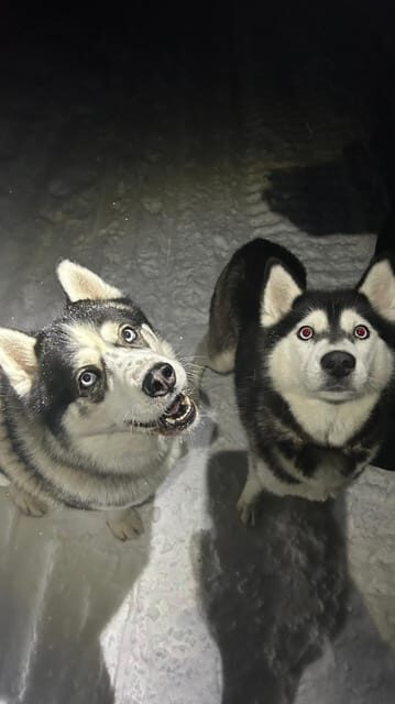 Levi: Self-Drive 5 KM Husky Sledding Experience - Key Points