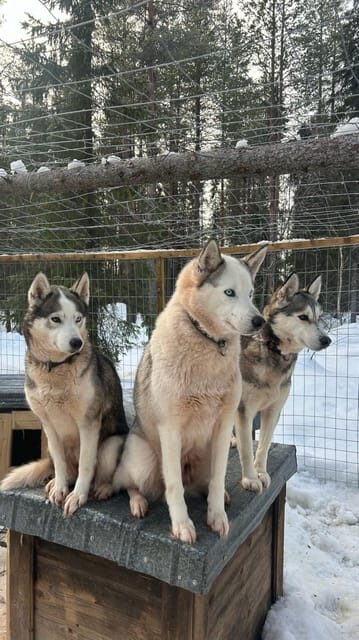 Levi: Self-Drive 5 KM Husky Sledding Experience - Frequently Asked Questions