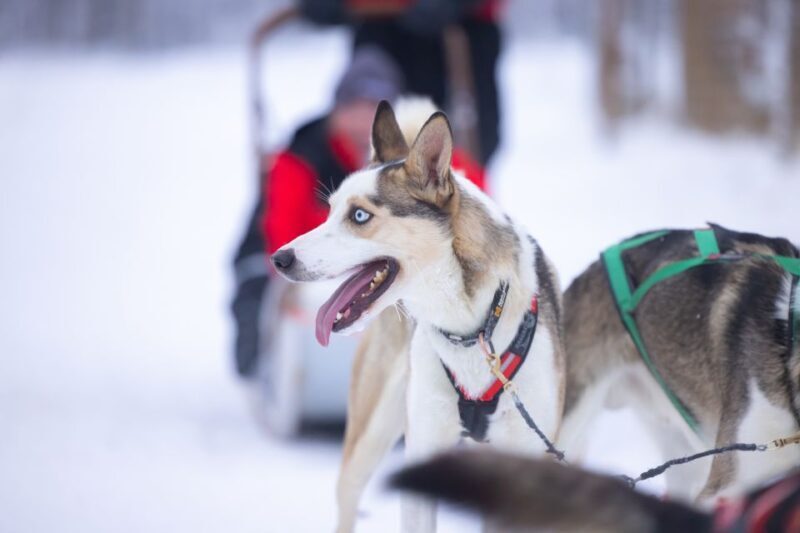 Levi: Self-Drive Guided Husky Tour - Who Should Consider This Tour?