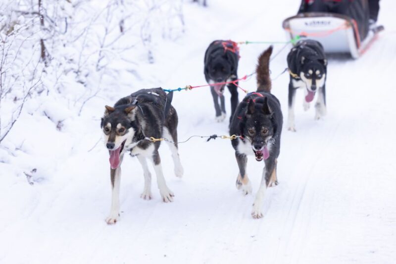Levi: Self-Drive Guided Husky Tour - Final Thoughts: Who Will Love This Tour?