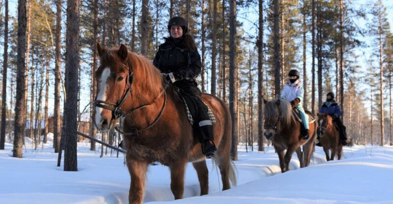 Levi: Snowy Forest Ride and Polar Lights Tours - Levi: Snowy Forest Ride and Polar Lights Tours – An Authentic Arctic Adventure
