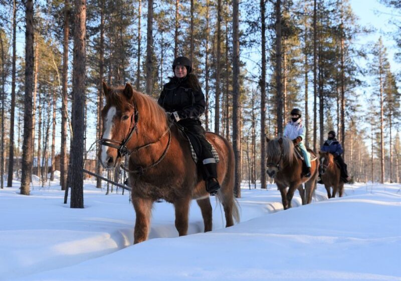 Levi: Snowy Forest Ride and Polar Lights Tours - Who Should Consider This Tour?