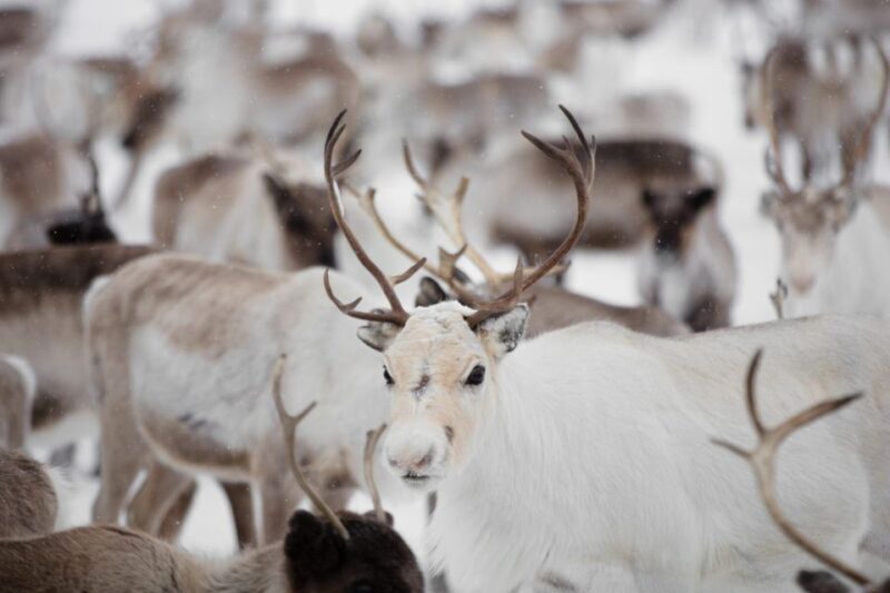 Levi: Traditional Reindeer Husbandry Experience - A Deep Dive into the Reindeer Experience
