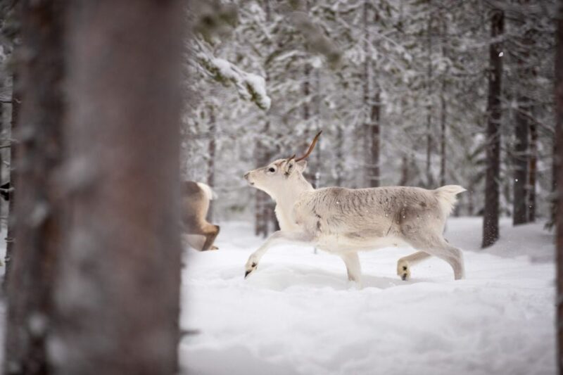 Levi: Traditional Reindeer Husbandry Experience - The Sum Up