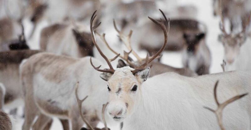 Levi: Traditional Reindeer Husbandry Experience - FAQs