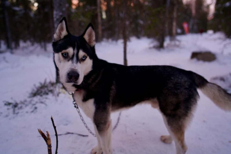 Levi: Winter Wilderness Husky & Reindeer Safari Combo Tour - Key Points