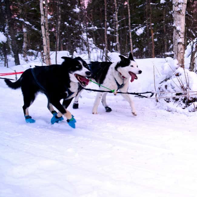 Levi: Winter Wilderness Husky & Reindeer Safari Combo Tour - Final Thoughts: A Memorable Arctic Experience for Genuine Explorers