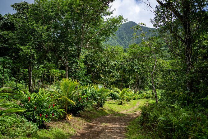 Liamuiga Natural Farm Tour - St.Kitts' Coffee Farm - Experience the Liamuiga Natural Farm Tour in St. Kitts