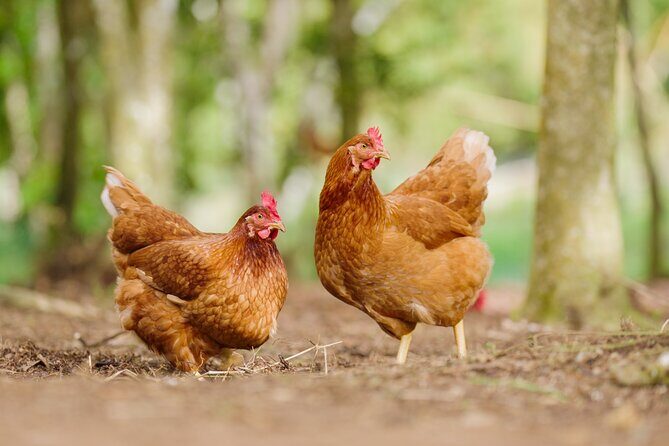 Liamuiga Natural Farm Tour - St.Kitts' Coffee Farm - Authenticity and Value: What It Means for You