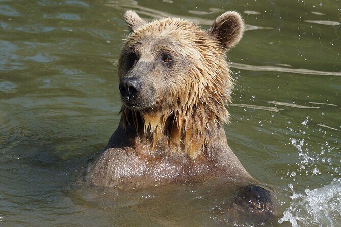 Libearty Bear Sanctuary and Dracula's Castle - Day Tour from Bucharest - Who Would Love This Tour?