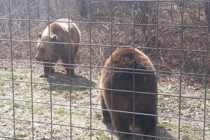 LiBearty Bear Sanctuary Zarnesti Small-Group Trip from Brasov - Key Points