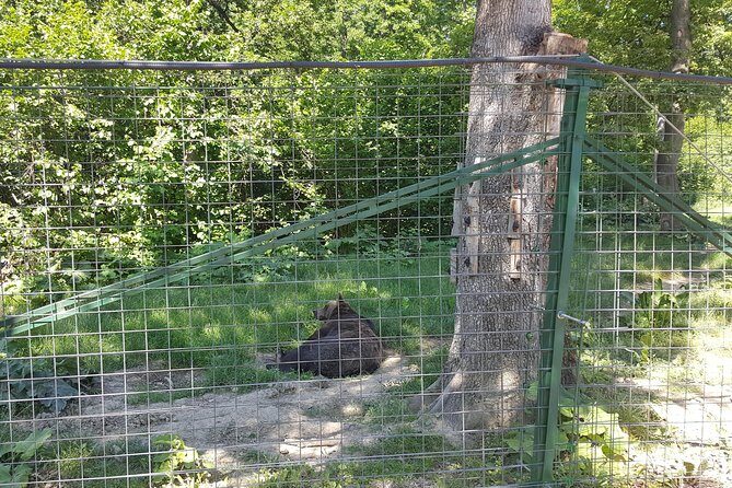 LiBearty Bear Sanctuary Zarnesti Small-Group Trip from Brasov - Final Thoughts: Who Should Consider This Tour?