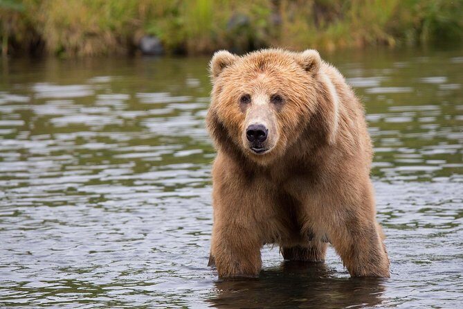 LiBEARty Brown Bear Sanctuary and The Real Dracula Tour - Who Would Love This Tour?