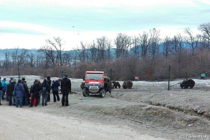 LiBEARty - the Brown Bear Sanctuary from Zarnesti - The Sum Up