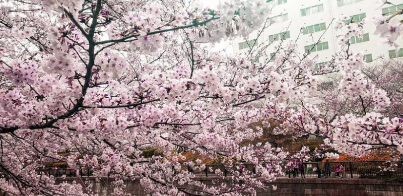 Licensed Guide Tokyo Meguro Cherry Blossom Walking Tour - An In-Depth Look at the Tokyo Meguro Cherry Blossom Walking Tour