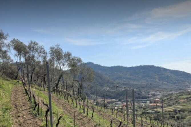 Lievàntu Wine Experience - Key Points