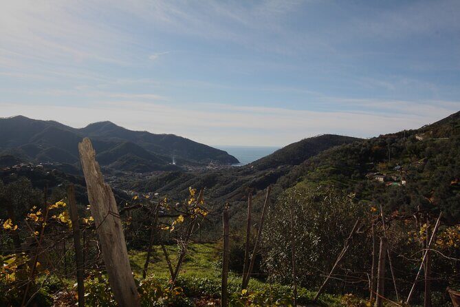 Lievàntu Wine Experience - Who Will Love This Tour?